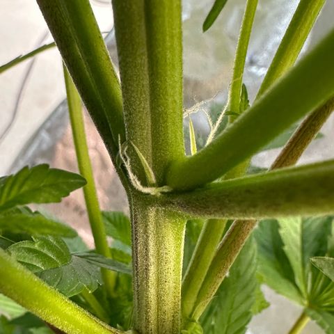 Fuel D.OG #2 Female 49.44g M growlog timeline photo