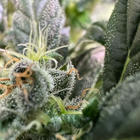 Auto Think Different  #3 growlog timeline photo