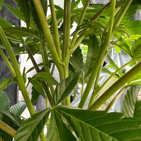 Fuel D.OG #2 Female 49.44g M growlog timeline photo