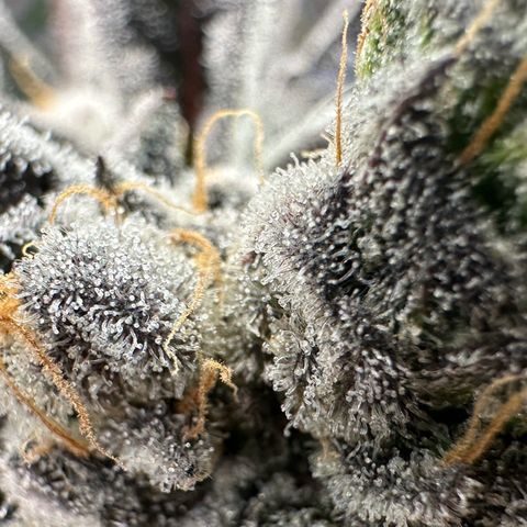 CxLAZ #16 50.72g growlog timeline photo