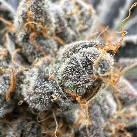 CxLAZ #11 50.28g growlog timeline photo