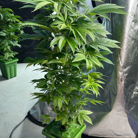 Fuel D.OG #2 Female 49.44g M growlog timeline photo