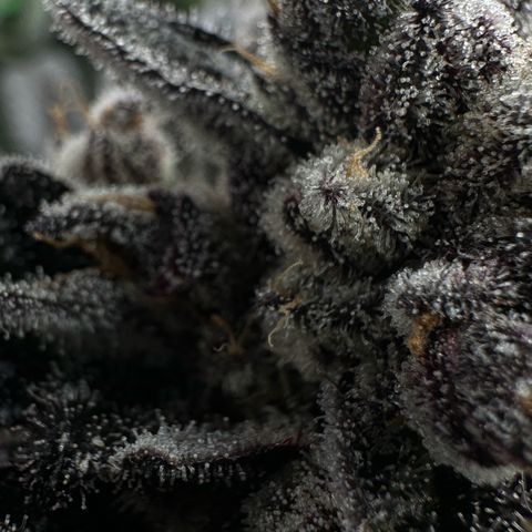 Misc x (LA Kush x Zkittles) #22 34.14g growlog timeline photo