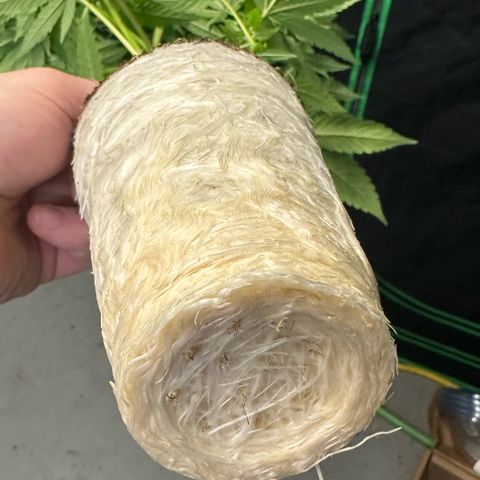 CxLAZ #20 C1 25g growlog timeline photo