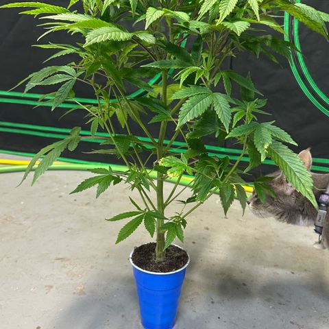 CxLAZ #20 C1 25g growlog timeline photo