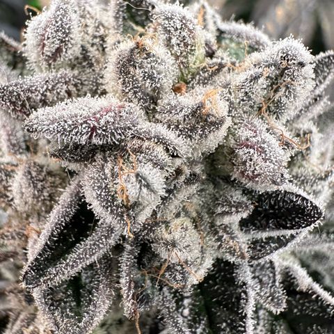 Misc x (LA Kush x Zkittles) #29 25.69g growlog timeline photo