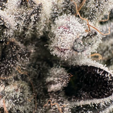 Misc x (LA Kush x Zkittles) #29 25.69g growlog timeline photo