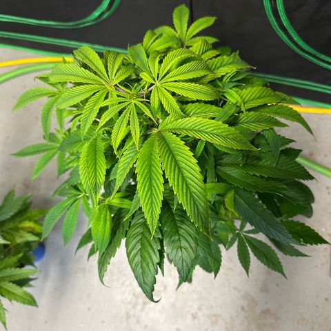 MiscxLAZ #26 C #2 growlog timeline photo