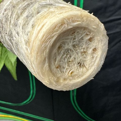 MiscxLAZ #26 C #2 growlog timeline photo