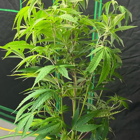 MiscxLAZ #08 C #1 growlog timeline photo