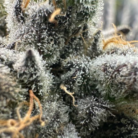 CxLAZ #16 50.72g growlog timeline photo