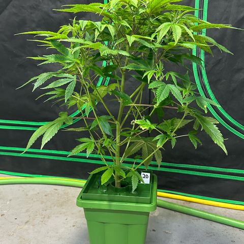 CxLAZ #20 C1 25g growlog timeline photo