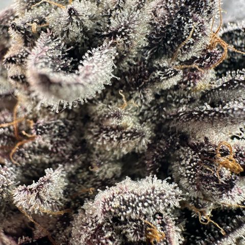 Misc x (LA Kush x Zkittles) #22 34.14g growlog timeline photo
