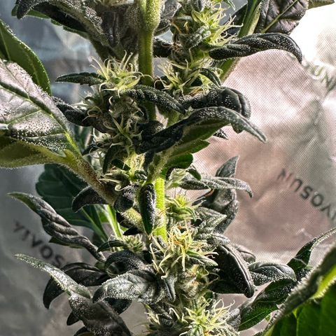 Auto Think Different  #3 growlog timeline photo