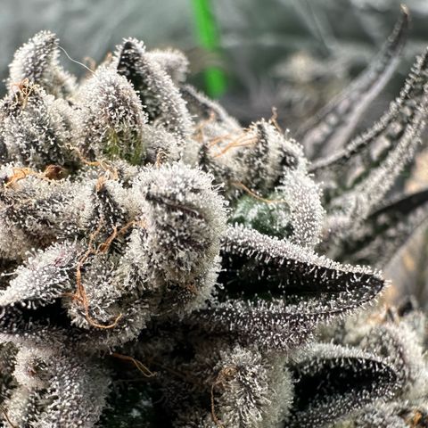 Misc x (LA Kush x Zkittles) #29 25.69g growlog timeline photo