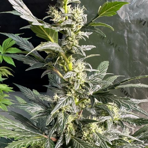 Auto Think Different  #1 growlog timeline photo