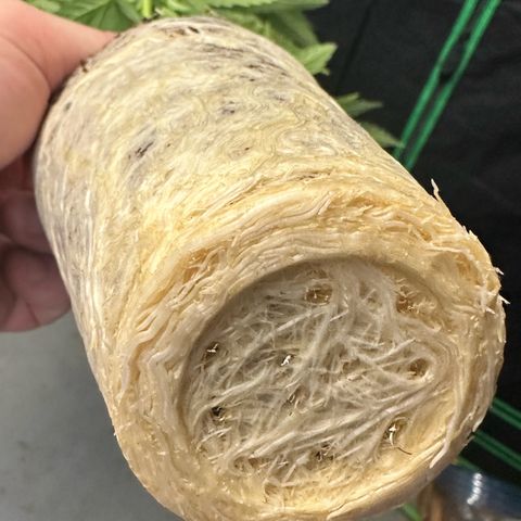 MiscxLAZ #08 C #1 growlog timeline photo