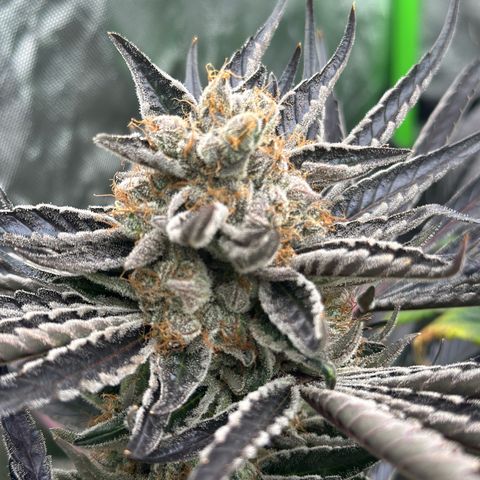 CxLAZ #11 50.28g growlog timeline photo