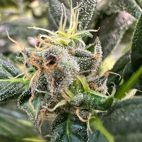 Auto Think Different  #3 growlog timeline photo