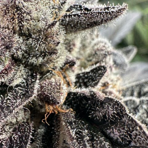 Misc x (LA Kush x Zkittles) #22 34.14g growlog timeline photo
