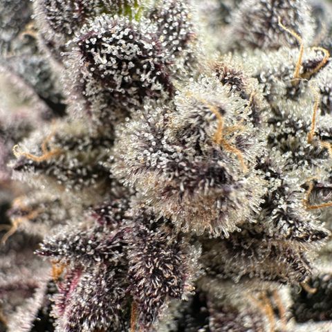 Misc x (LA Kush x Zkittles) #22 34.14g growlog timeline photo