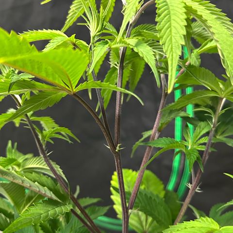 CxLAZ #03 C #1 58.58g growlog timeline photo