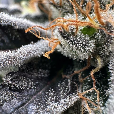 CxLAZ #11 50.28g growlog timeline photo