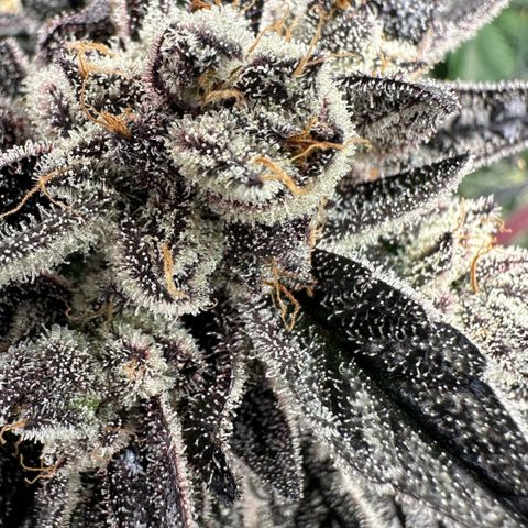 Misc x (LA Kush x Zkittles) #22 34.14g growlog timeline photo