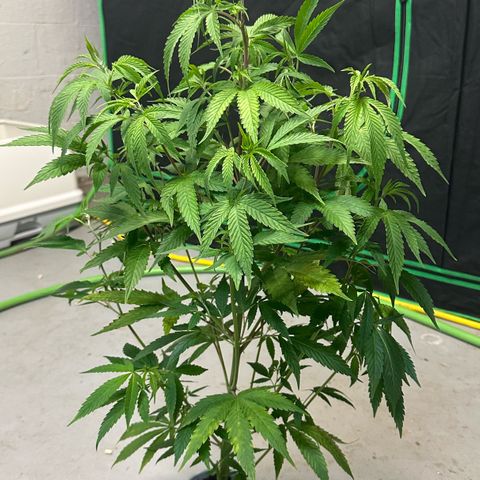 MiscxLAZ #08 C #1 growlog timeline photo