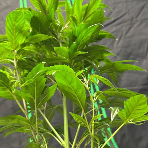 MiscxLAZ #26 C #1 47.15g growlog timeline photo