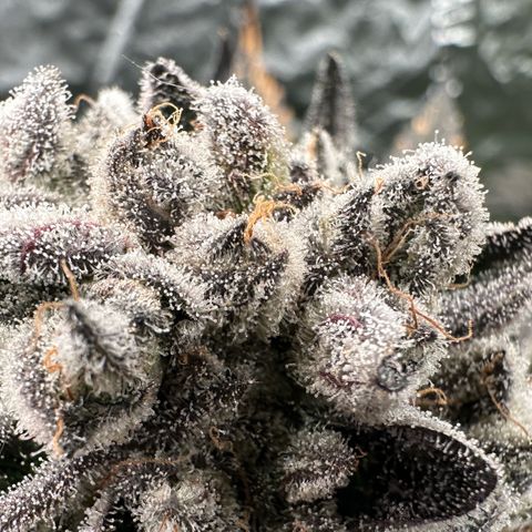 Misc x (LA Kush x Zkittles) #29 25.69g growlog timeline photo