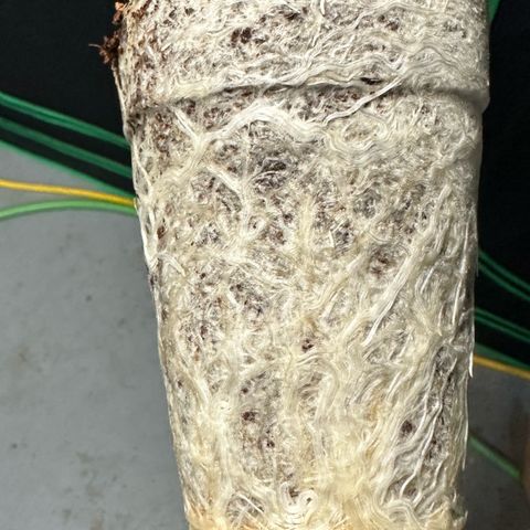 CxLAZ #03 C #1 58.58g growlog timeline photo