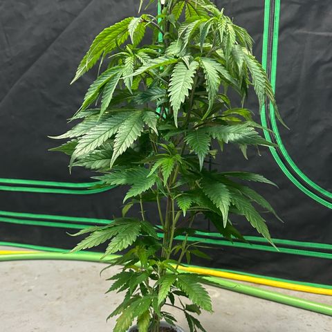 MiscxLAZ #22 C 42.33g growlog photo: Transplanted into 1gal