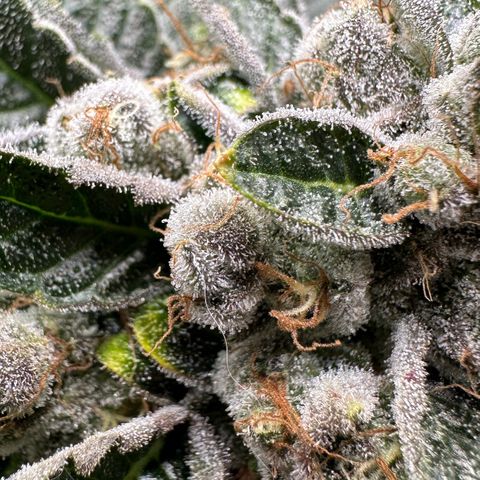 CxLAZ #06 growlog timeline photo