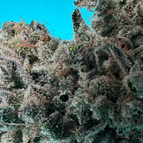 CxLAZ #15 52g growlog photo: Seeded bud