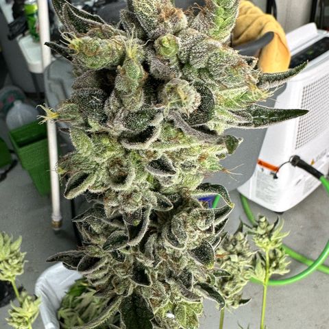 Misc x (LA Kush x Zkittles) #23 28.19g growlog photo: Harvest day