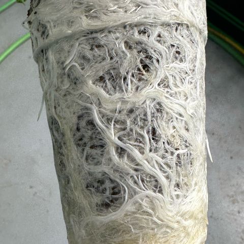 MiscxLAZ 5-4 34.63g growlog photo: Transplanted into 1 gal 
