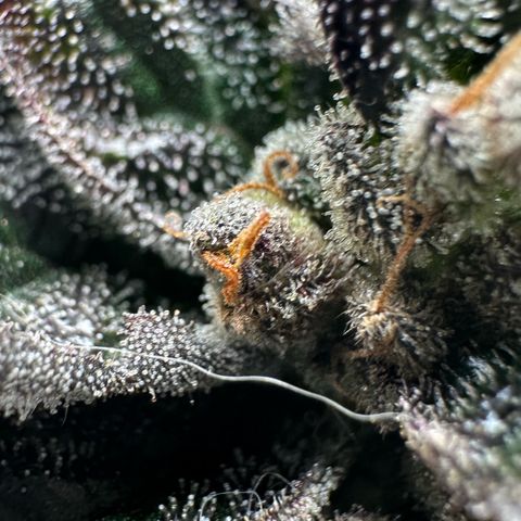 Misc x (LA Kush x Zkittles) #33 19.08g growlog timeline photo