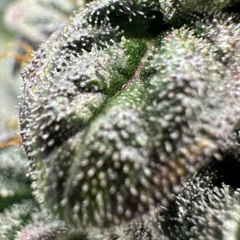 Misc x (LA Kush x Zkittles) #05 growlog timeline photo