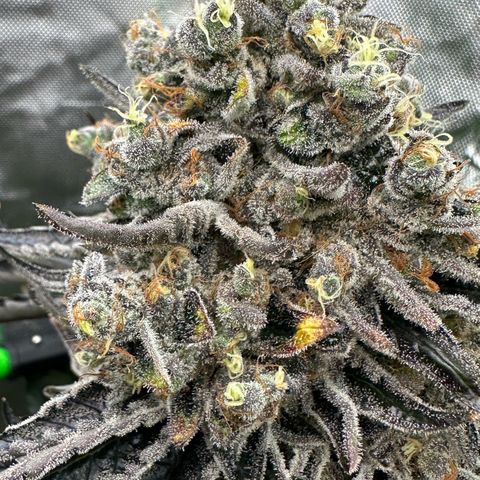 CxLAZ #24 37.13g growlog timeline photo