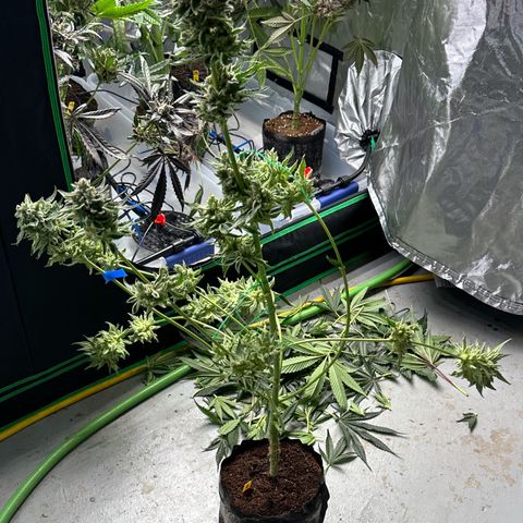 CxLAZ #06 growlog photo: Harvest day