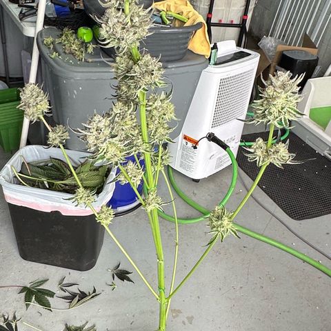 CxLAZ #31 58.75g growlog photo: Harvest day