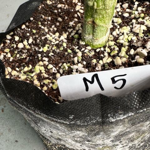 Misc x (LA Kush x Zkittles) #05 growlog photo: Harvest day