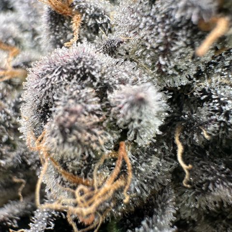 CxLAZ #16 50.72g growlog timeline photo