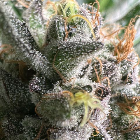 CxLAZ #14 53.59g growlog timeline photo