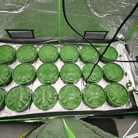 CxLAZ #16 50.72g growlog timeline photo