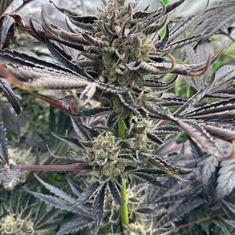 CxLAZ #16 50.72g growlog timeline photo