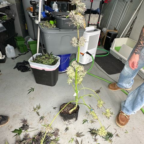 Misc x (LA Kush x Zkittles) #10 growlog photo: Harvest day