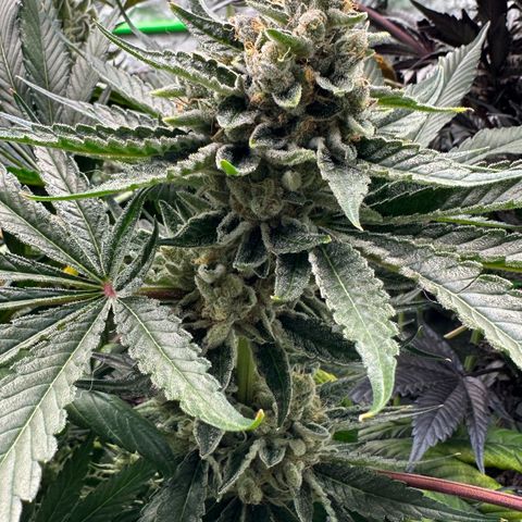 CxLAZ #06 growlog timeline photo