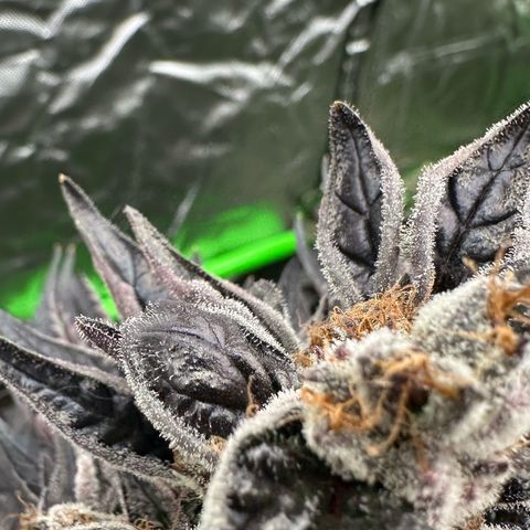 CxLAZ #03 45.52g growlog timeline photo